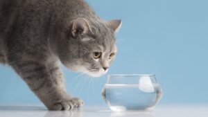Можно ли кормить кошку сухим кормом если она мало пьёт?