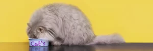 Можно ли кормить кошку кормами разных производителей?