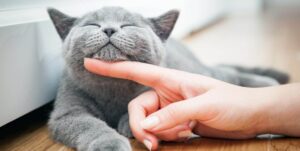 Почему важно иногда кормить кошку влажным кормом?
