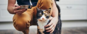 Как подружиться с котом? Ключи к доверию и взаимопониманию