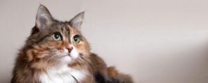 Топ диетических кормов для взрослых кошек