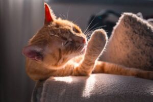 Может ли у кошки быть аллергия на корм с курицей?