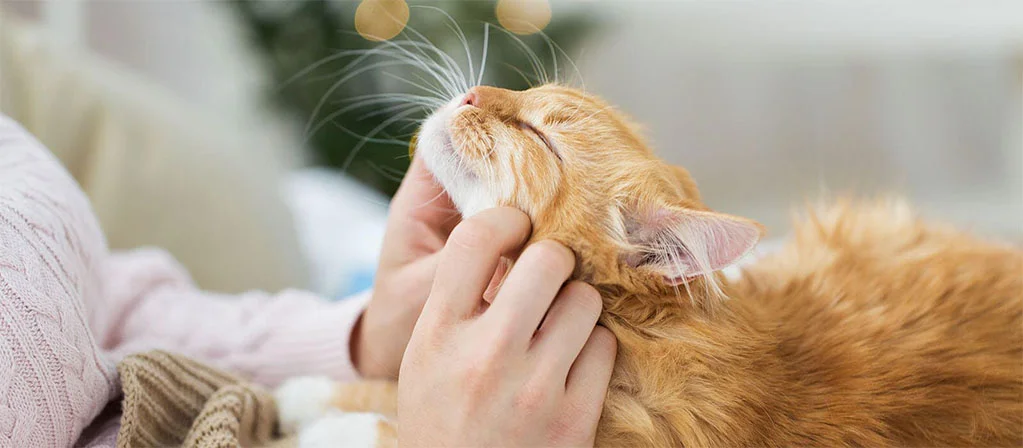 Как подружиться с котом? Ключи к доверию и взаимопониманию