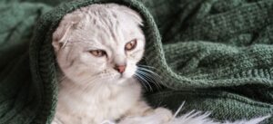 Почему кошка боится улицы?