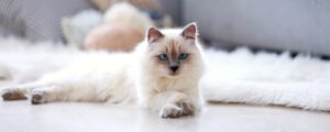 Как выбрать корм для кошки с ослабленным иммунитетом?