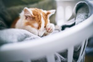 Как подготовить кошку к смене корма, если у неё чувствительный желудок?