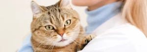 Можно ли каждый день менять вкус кошачьего корма?