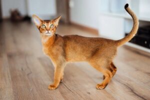 Корм для кошек «Сириус». Обзор