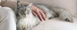 Топ диетических кормов для взрослых кошек